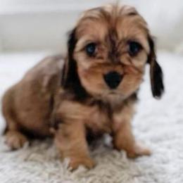 Becky - Red female Dachshund puppy in Richmond, Virginia from Irresistible Dachshunds & Cavaliers