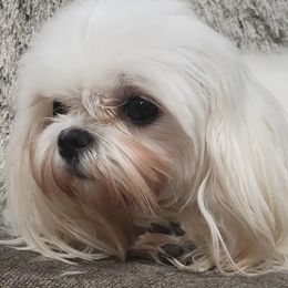 Primmie - Maltese