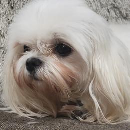 Primmie - Maltese