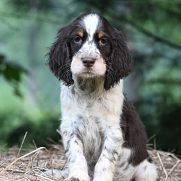 Dachshunds and English Springer Spaniels from Leila Ferrucci