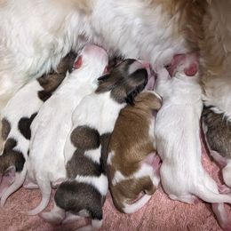 Havanese Puppies from AKC Havanese