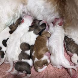 Havanese Puppies from AKC Havanese