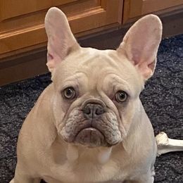 Winter - French Bulldog