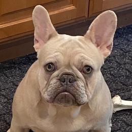 Winter - French Bulldog