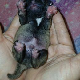 Fawn male boy 2 - Fawn male Pug puppy in Blountsville, Alabama from Rock Springs Pugs