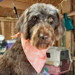 Billie Jo - Labradoodle