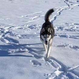 Siberian Huskies from AKC-ley Huskies