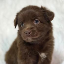 PS.RTF2 - Red tri female Miniature Australian Shepherd puppy in Deer Lodge, Tennessee from KSH Aussie Haven