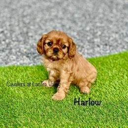 Harlow - Ruby Cavalier King Charles Spaniel puppy in Bethel, Pennsylvania from LanTre Valley Cavaliers