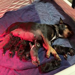 French Bulldog Puppies from Wind Ridge Frenchies