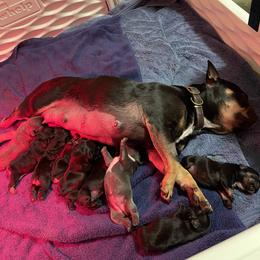 French Bulldog Puppies from Wind Ridge Frenchies