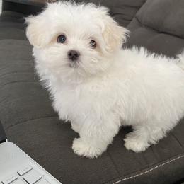 Maltese Puppies from B & O Maltese