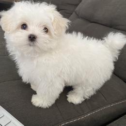 Maltese Puppies from B & O Maltese