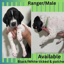German Shorthaired Pointer Puppies from Lazy K GSP's