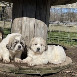Dachshund and Great Pyrenees Puppies from Mulberry Meadow Farms