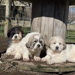 Dachshund and Great Pyrenees Puppies from Mulberry Meadow Farms