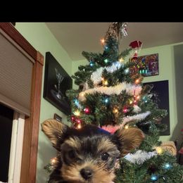 Female - Blue and gold female Yorkshire Terrier puppy in Pomona, California from Carbajal Yorkshire Terriers