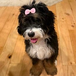 Pink collar girl - Tri-color female Bernedoodle puppy in Lake, Michigan from 3 King Doodles & Poodles