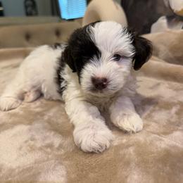 Shining Armor - Parti male Miniature Schnauzer puppy in Menifee, California from Violet’s Meadow