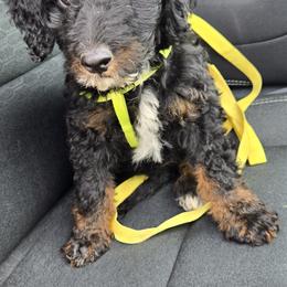 Bernedoodle and Goldendoodle Puppies from Ivey's Poodles & Doodles