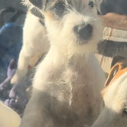 Boy 3 - Parson Russell Terrier puppy from SouthFork Ranch