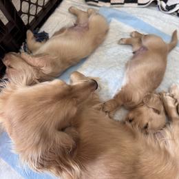 Dachshund Puppies from Diddle Bros Dachshunds