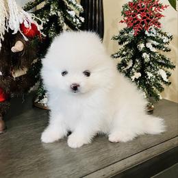 Theo - White male Pomeranian puppy in Hot Springs, Arkansas from Pomeranian Empire