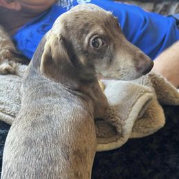 Dachshunds from Seaside Doxies