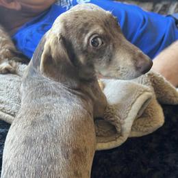 Dachshunds from Seaside Doxies