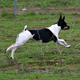 Rat Terriers from Buzablu Rat Terriers