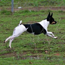 Rat Terriers from Buzablu Rat Terriers