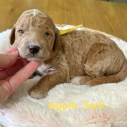 Applejack- Yellow - Apricot female Goldendoodle puppy in Bay City, Texas from Charming Doods Goldendoodles