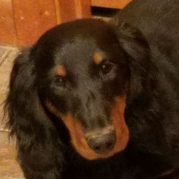 Dachshunds from Wylde Rose Dachshunds