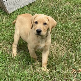 Flower Collar - Yellow Labrador Retriever puppy in Mansfield, Missouri from Labradors of Moxley Meadow