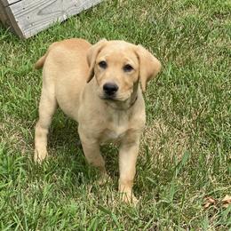 Flower Collar - Yellow Labrador Retriever puppy in Mansfield, Missouri from Labradors of Moxley Meadow