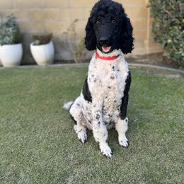 Poodle All Grown Up from Moonlight Standard Poodles