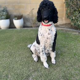 Poodle All Grown Up from Moonlight Standard Poodles