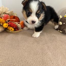 Bear - Black and tan male Pembroke Welsh Corgi puppy in Millsap, Texas from Punchy Pembroke Ranch