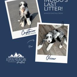 Assorted Doodle Crosses, Aussiedoodle, Australian Mountain Doodle, and Miniature Australian Shepherd Puppies from Aspen Mountain Doodles LLC