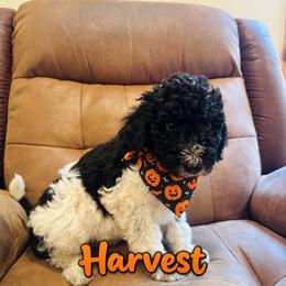 Harvest - Black and white male Bernedoodle puppy in Julian, Pennsylvania from Happy Valley Doodles