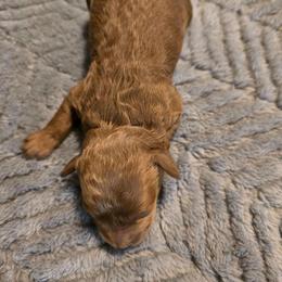Poppy - Red  female Poodle puppy in Windom, Texas from Wild Farm Puppies