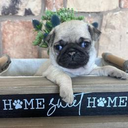 Orange collar - Fawn male Pug puppy in Tucson, Arizona from Furever Friends