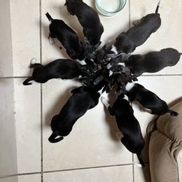 Chihuahua Puppies from Chihuahua Mama