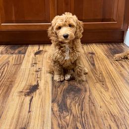 Lilo - Red  male Goldendoodle puppy in Anthem/Phoenix, Arizona from Ironwood Doodles