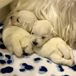 West Highland White Terrier Puppies from Judith's West Highland White Terriers