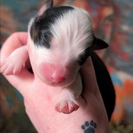 Gretchen - Black tri-color female Australian Shepherd puppy in Georgetown, Texas from River Reign Australian Shepherds