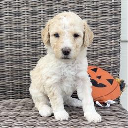 Boo - Yellow and white female Bernedoodle puppy in Springville, Utah from Oodles of Bernedoodles