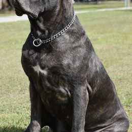 Cane Corso from Royal Guardian Cane Corso