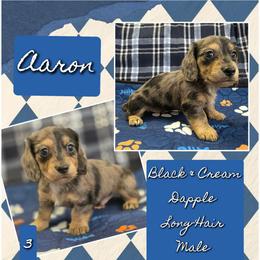 AARON 3500 - Black and cream male Dachshund puppy in Gatesville, Texas from CJ's Dach Dynasty
