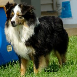 Miniature American Shepherds from Irresistible Angels